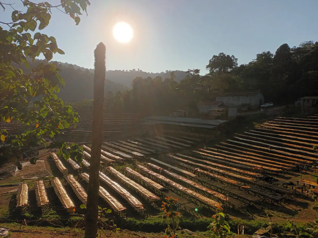 Ethiopië Tobitu BIO