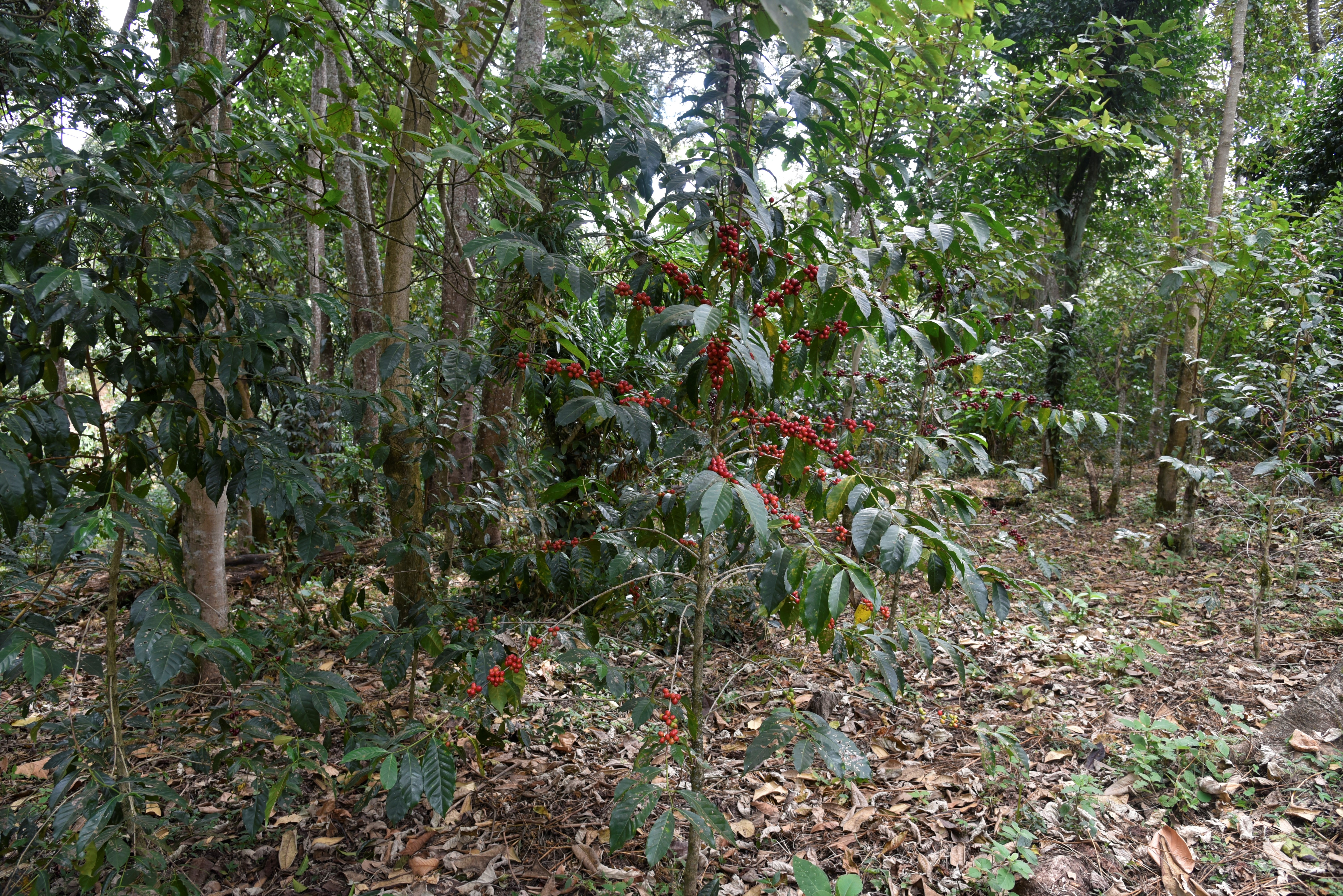 Ethiopië Tobitu BIO