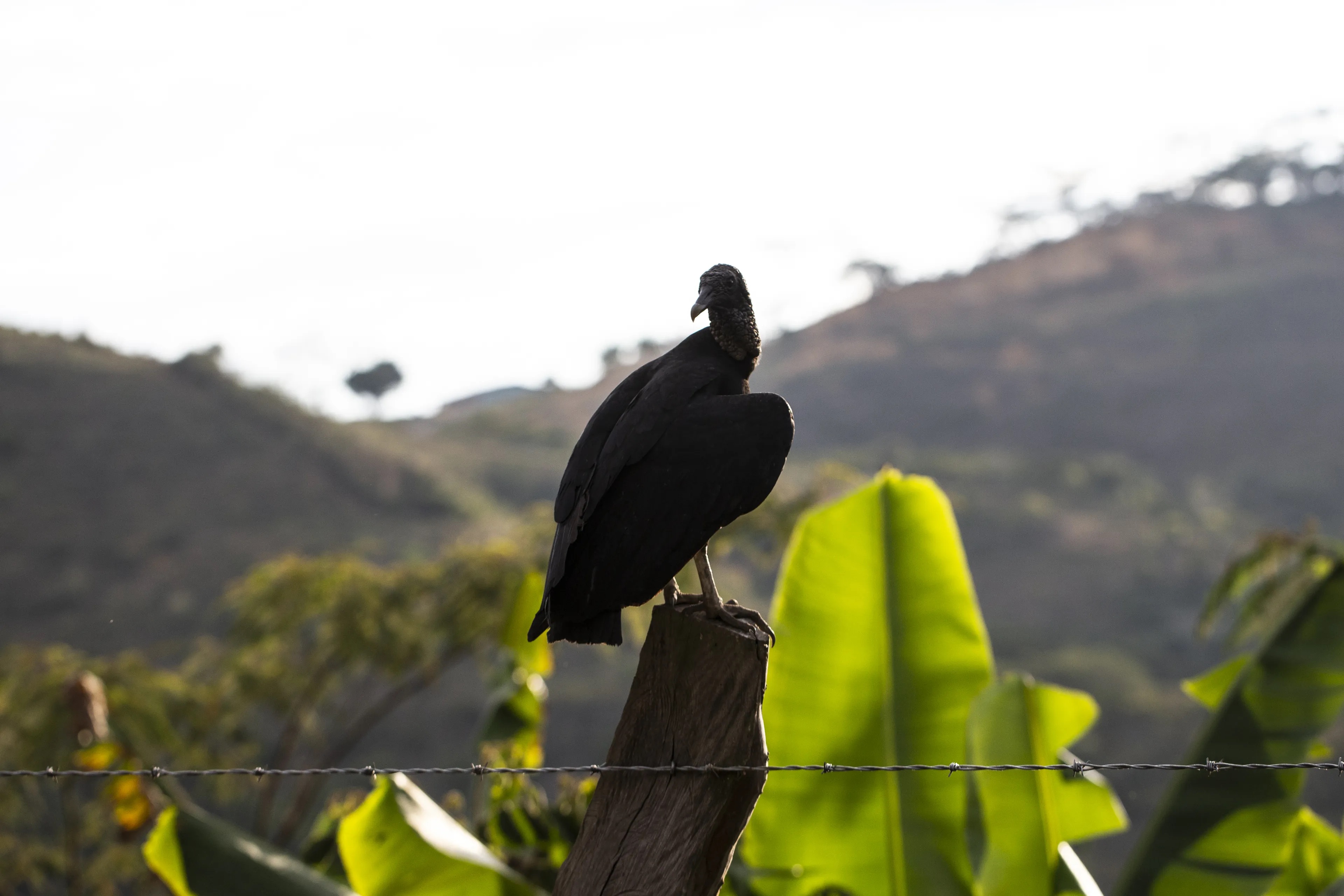 Colombia Comuneros BIO