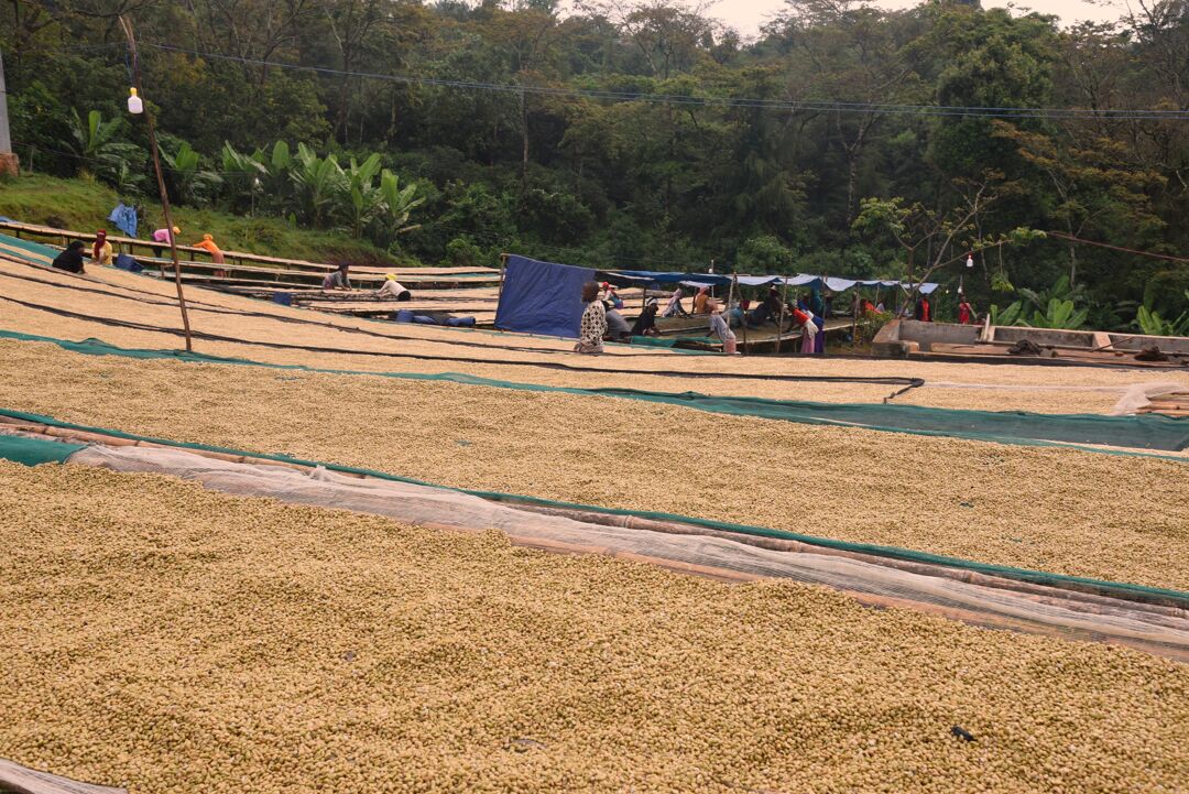 Ethiopia Sedi Loya