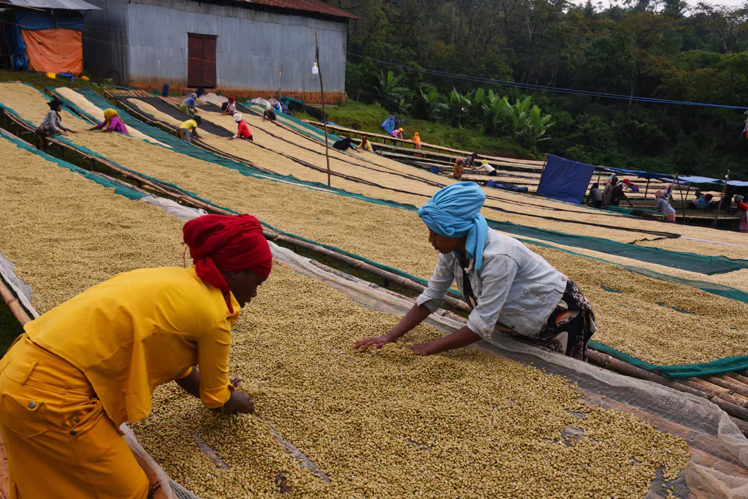 Ethiopia Sedi Loya