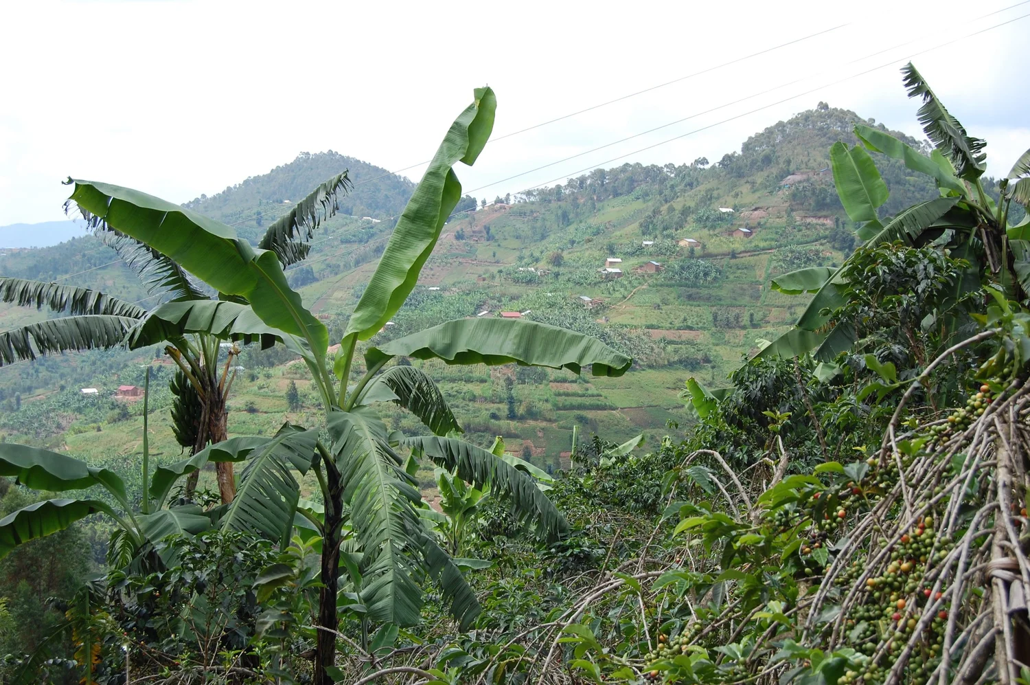 Rwanda Coko Bio