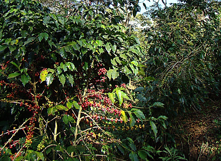 Honduras Dos Caminos BIO