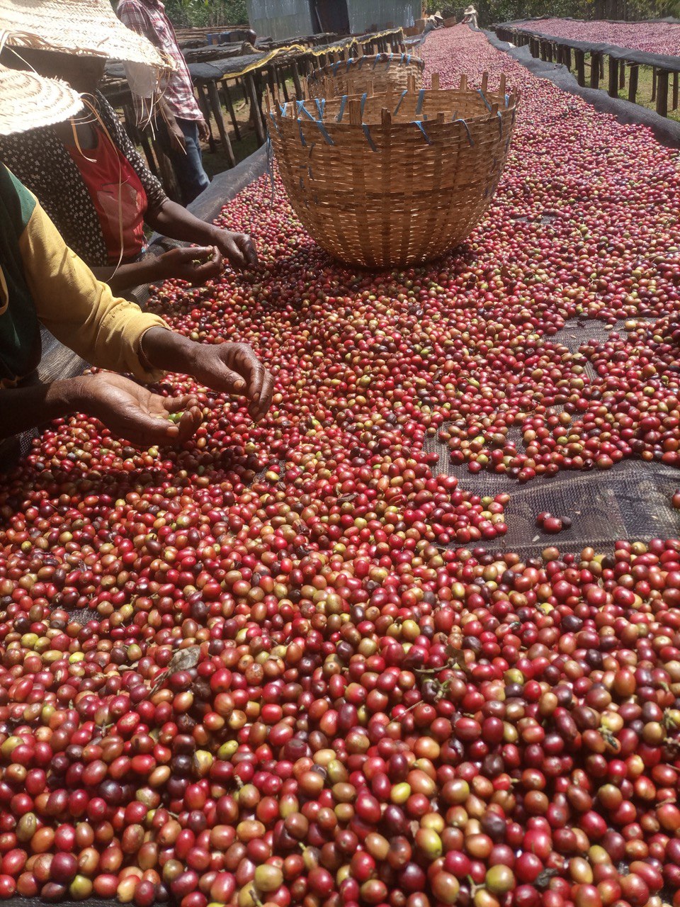 Ethiopië Tobitu BIO
