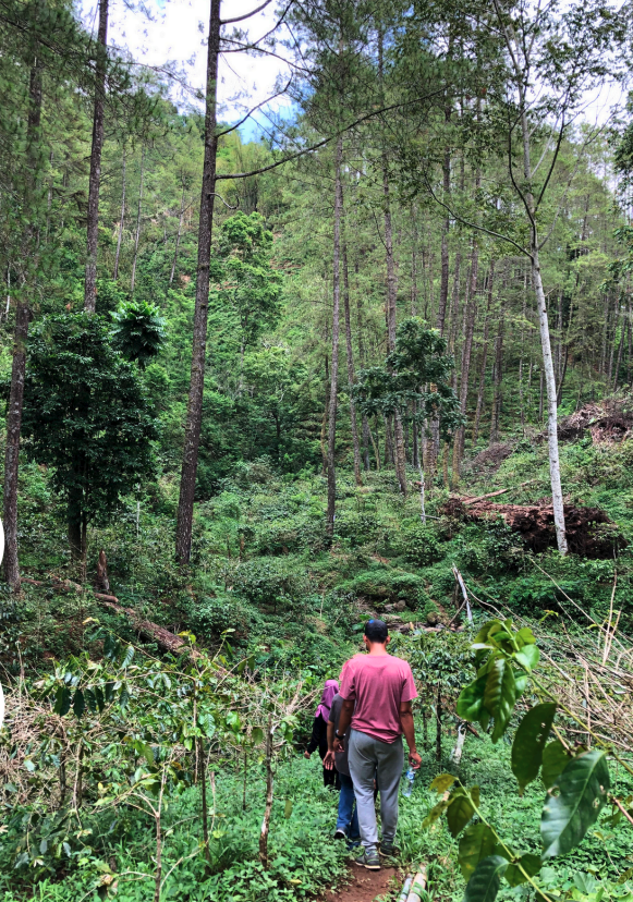 Indonesië Kayumas BIO