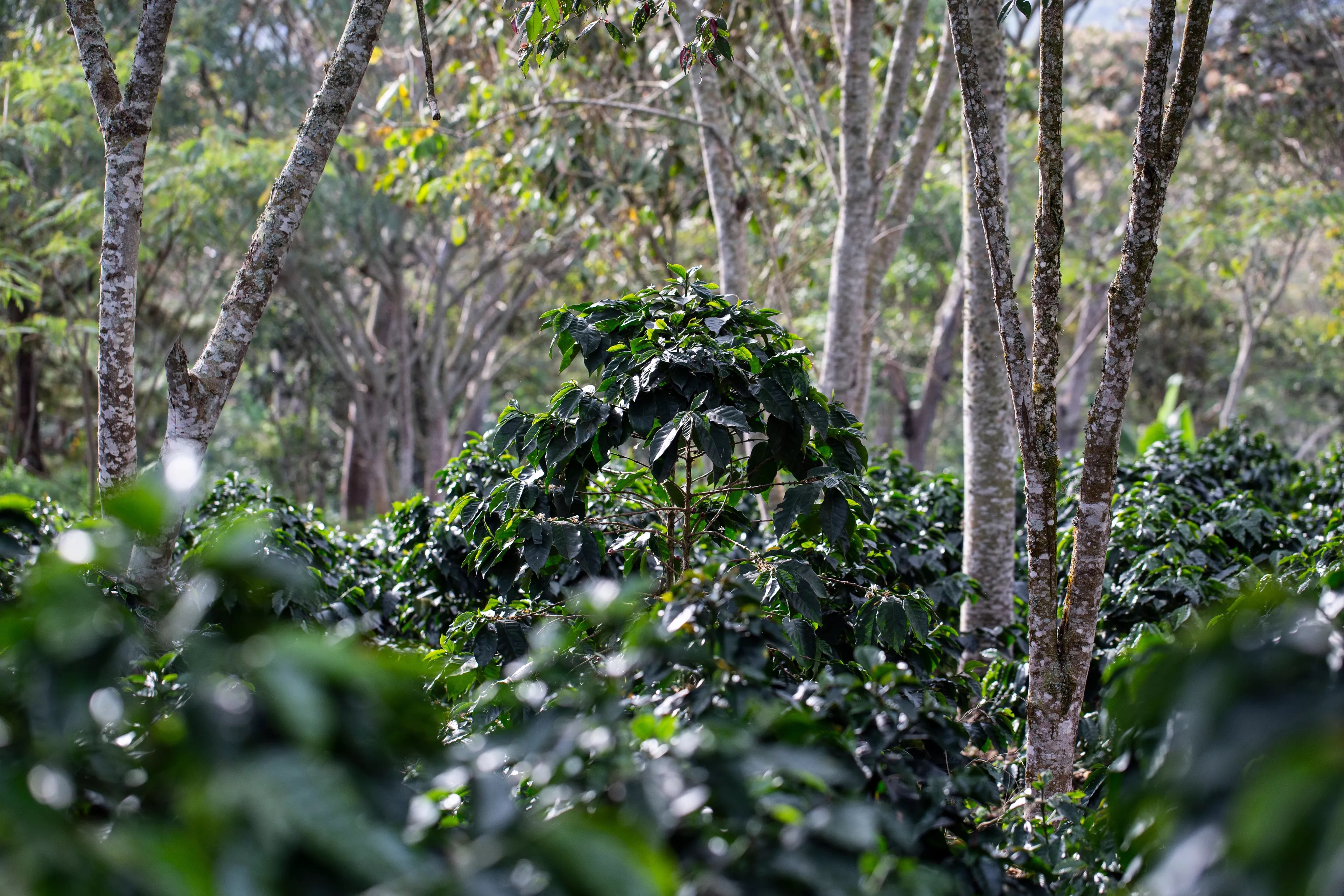Colombia Comuneros BIO