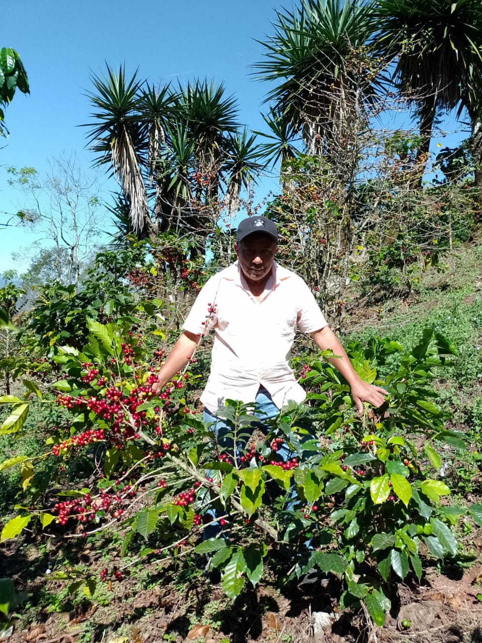 Deca Mexico Fedesi MW BIO