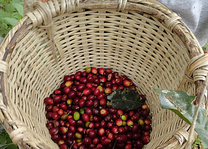 Honduras Dos Caminos BIO