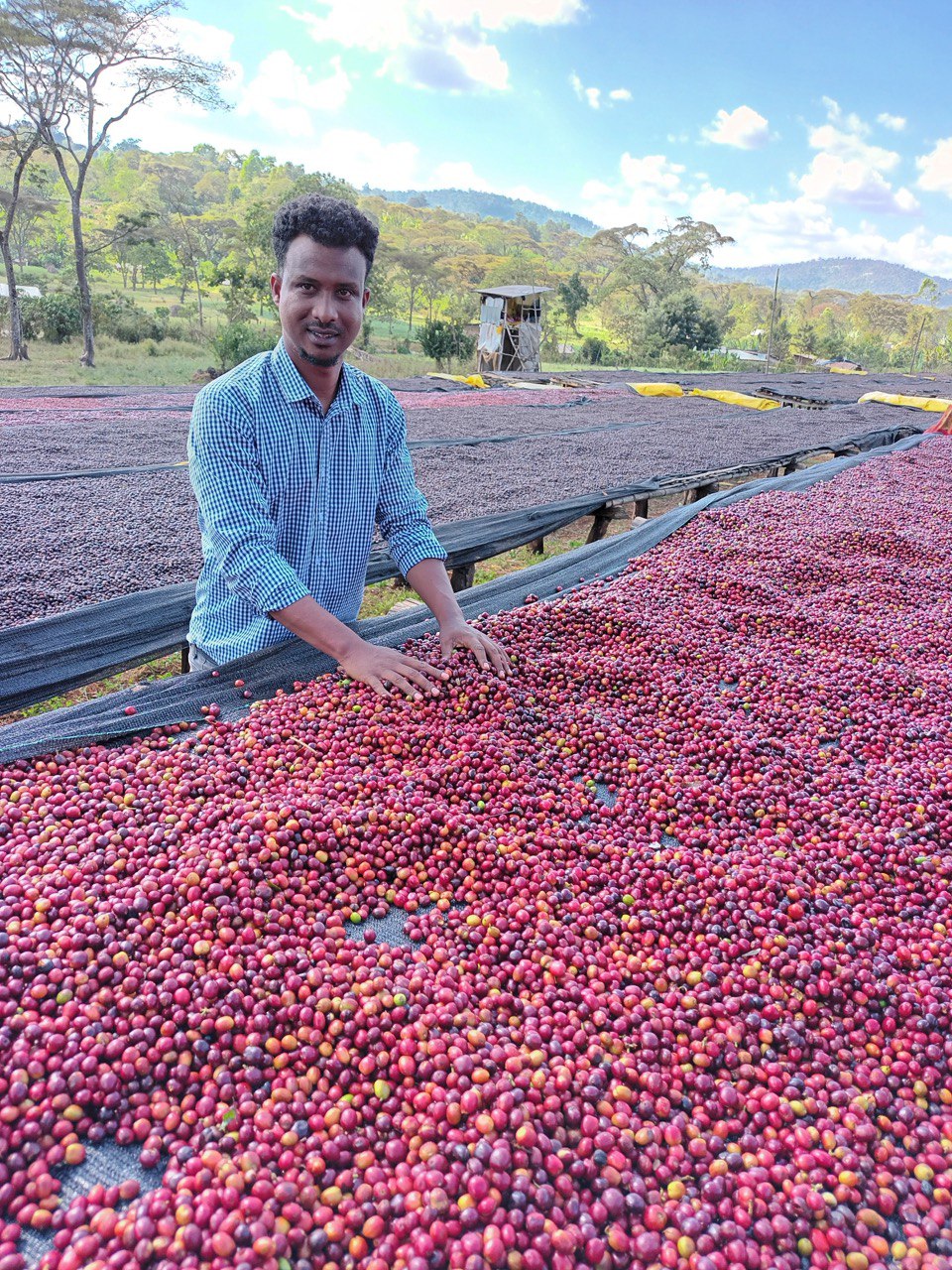 Ethiopië Tobitu BIO